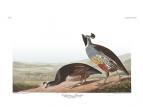 California Quail